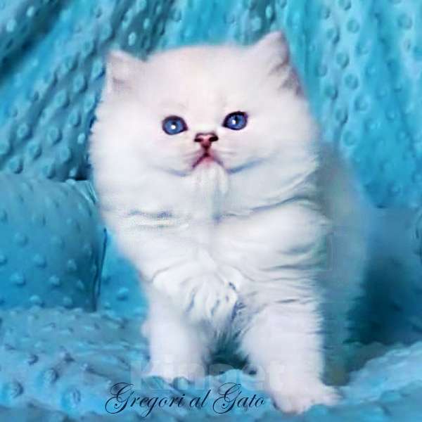 Кошки в Москве: Британские котята Серебристая шиншилла Мальчик, 65 000 руб. - фото 6