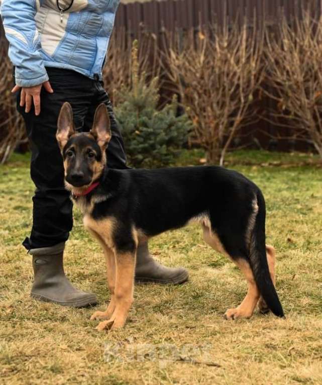 Собаки в Кемерово: Щенок ВЕО от рабочей пары, с хорошей  родословной Девочка, Бесплатно - фото 5