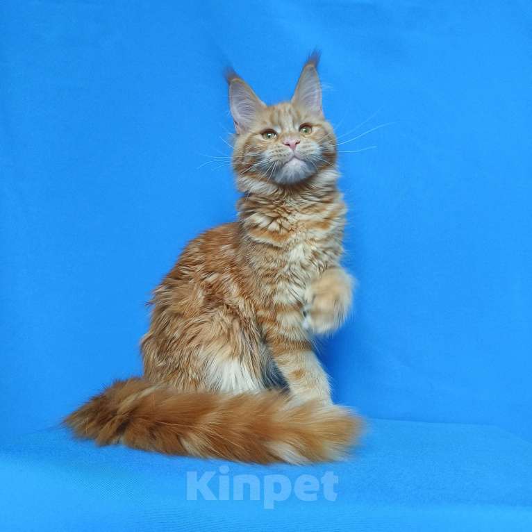 Кошки в Москве: Котёнок Мейн-Кун полидакт Девочка Девочка, 70 000 руб. - фото 5