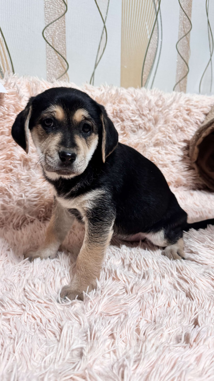 Собаки в Симферополе: Принцесска ищет дом Девочка, 100 руб. - фото 7