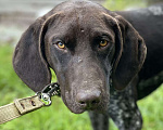 Собаки в Конаково: Найден щенок кобель легавая Мальчик, 1 руб. - фото 1