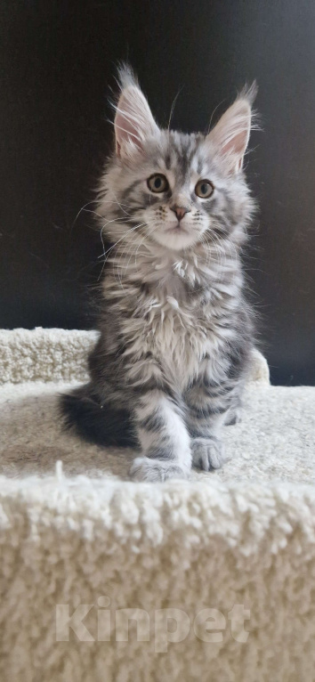 Кошки в Ижевске: Котята мейн-кун Девочка, 55 000 руб. - фото 5