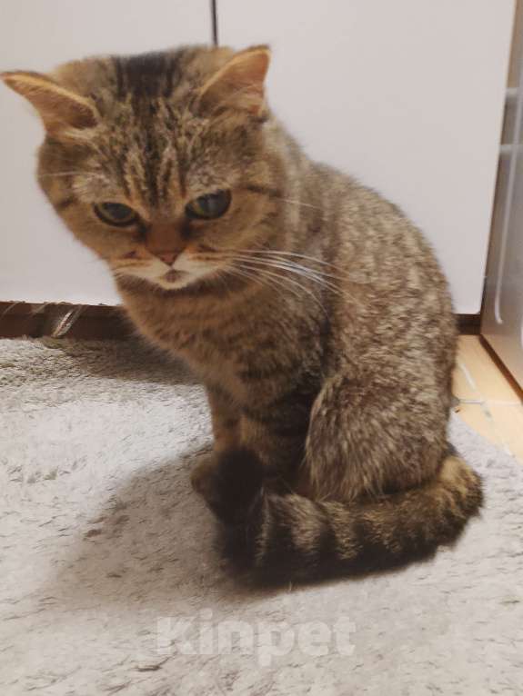 Кошки в других городах Свердловской области: Кошка Девочка, 15 000 руб. - фото 3