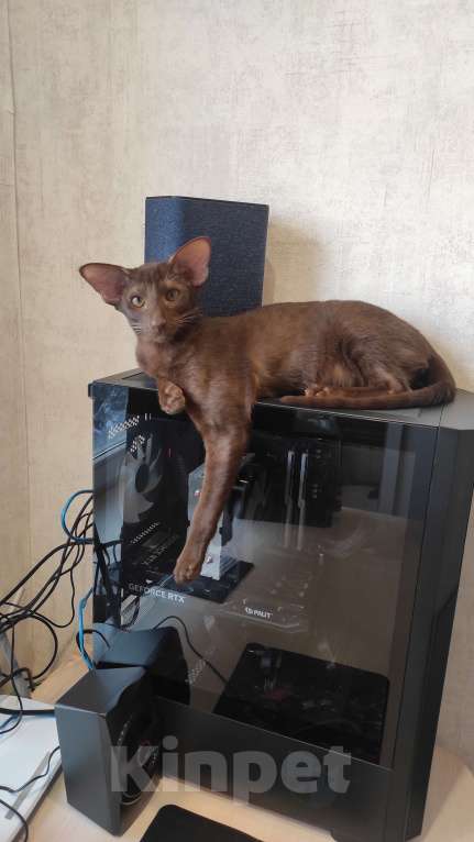 Кошки в Санкт-Петербурге: Предлагаю кошку Девочка, 60 000 руб. - фото 2