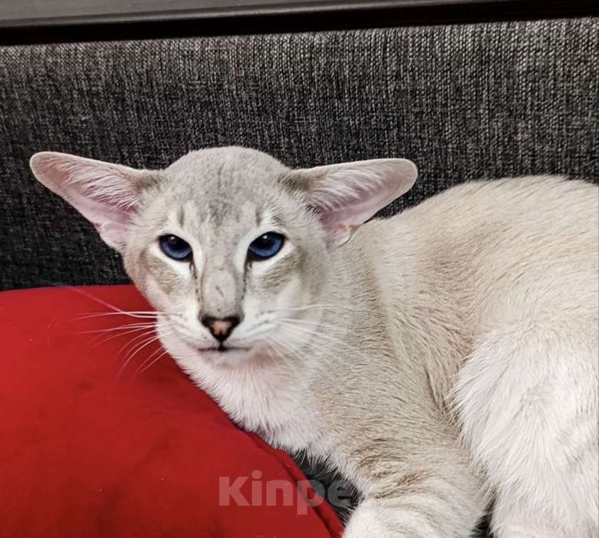 Кошки в Пятигорске: Ориентальный кот  Мальчик, 25 000 руб. - фото 7