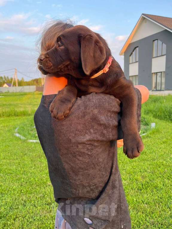 Собаки в Ярославле: Продаются щенки лабрадора-ретривера шоколадного окраса суки Девочка, 65 000 руб. - фото 4