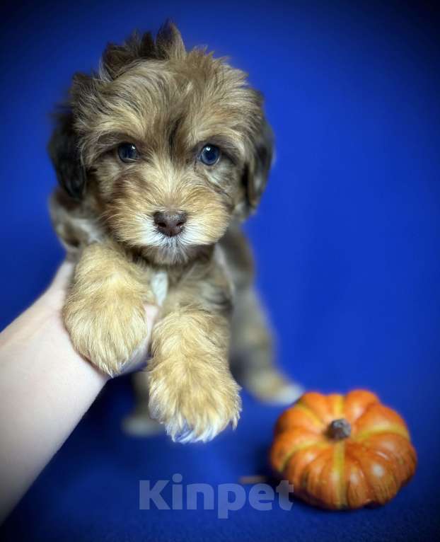 Собаки в Москве: Щенки мальтипу Девочка, 75 000 руб. - фото 2