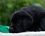 Собаки в Тольятти: Питомник предлагает к резерву щенков чёрных лабрадоров. Мальчик, Бесплатно - фото 3