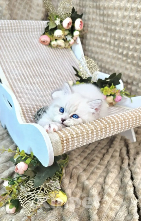 Кошки в Москве: Bonifaciy порода Невская Маскарадная Мальчик, Бесплатно - фото 4