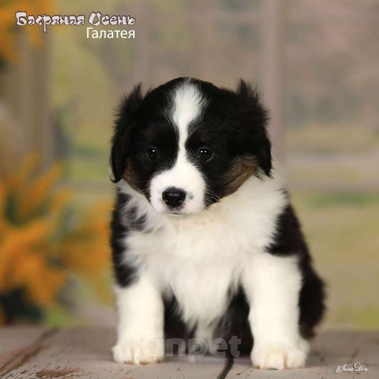 Собаки в других городах Московской области: Продается девочка миниаусси Девочка, 80 000 руб. - фото 2