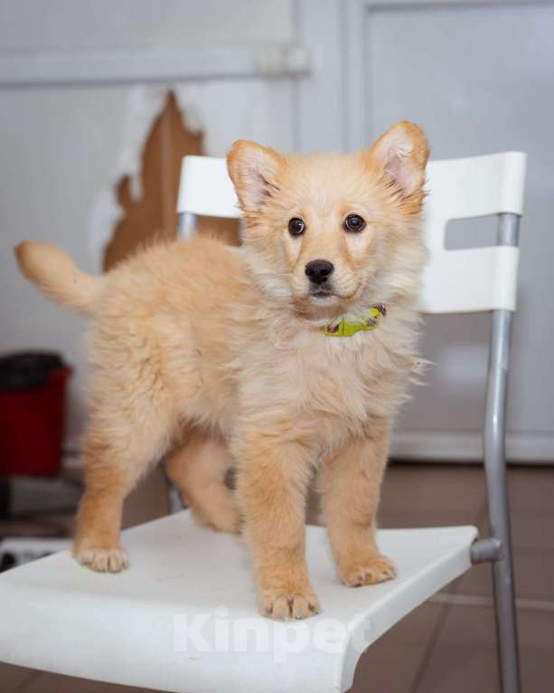 Собаки в Москве: Девочка, 3 месяца в добрые руки Девочка, Бесплатно - фото 6