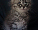 Кошки в Саратове: Рождественский котёнок Мальчик, 20 руб. - фото 5