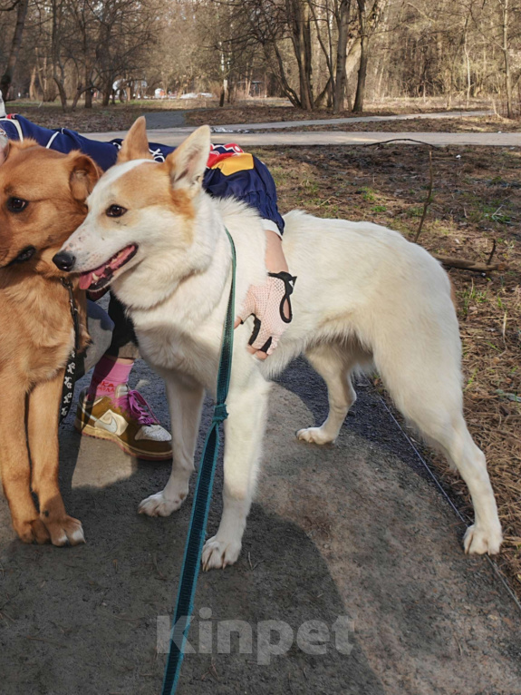 Собаки в Москве: Лисена Девочка, Бесплатно - фото 4