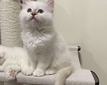 Кошки в Москве: Абиба бирманский котенок девочка Девочка, Бесплатно - фото 3