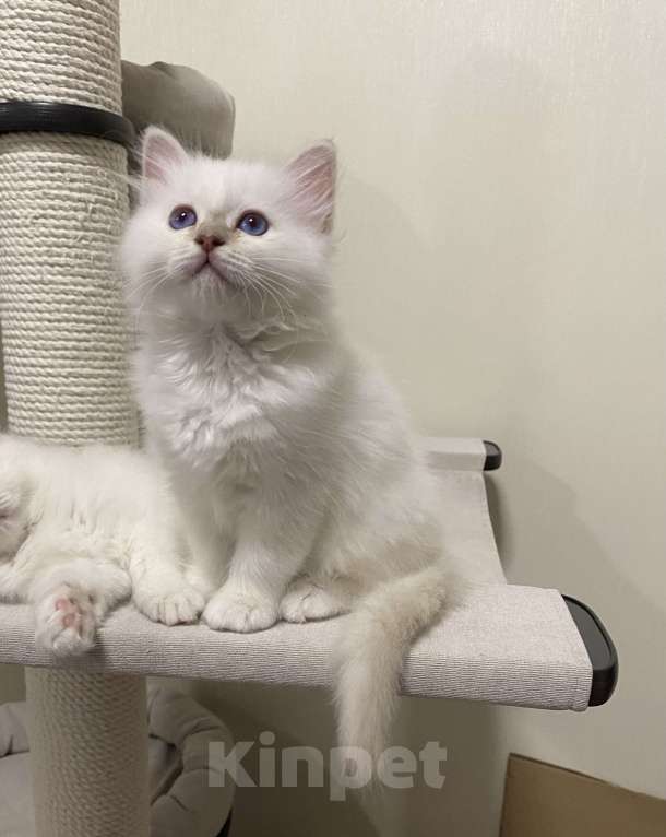 Кошки в Москве: Абиба бирманский котенок девочка Девочка, Бесплатно - фото 3