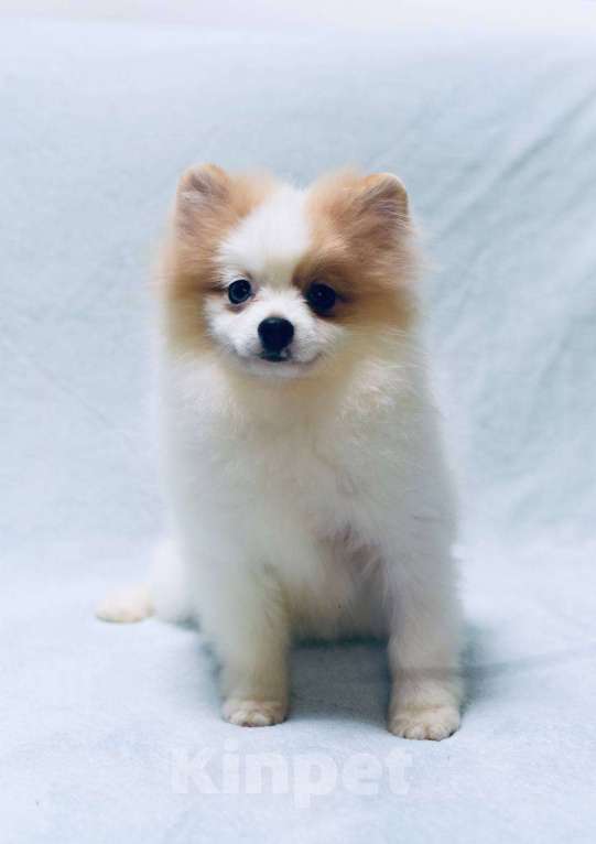 Собаки в Москве: Девочка померанского шпица бело-кремово мраморного окраса Девочка, 50 000 руб. - фото 3