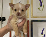 Собаки в Новосибирске: Чихуахуа Мальчик, 25 000 руб. - фото 1
