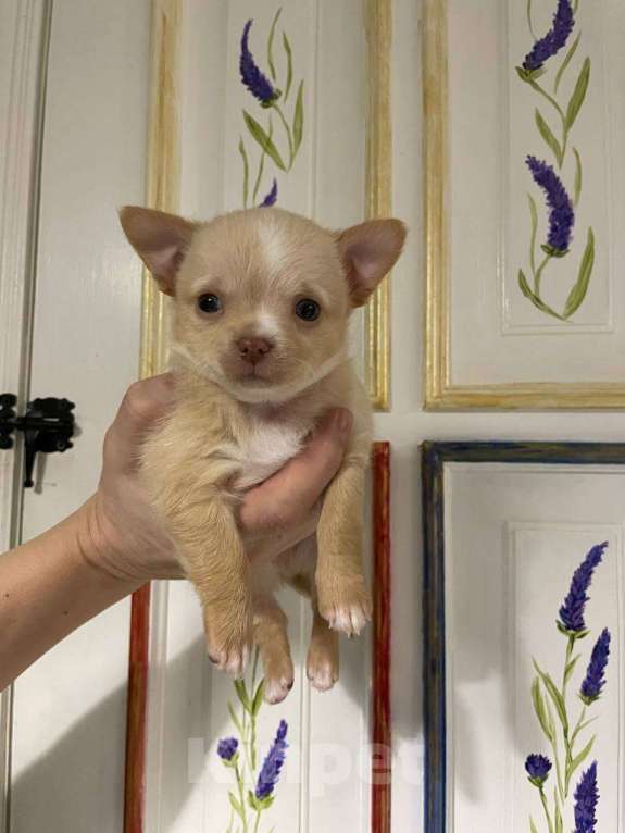 Собаки в Новосибирске: Чихуахуа Мальчик, 25 000 руб. - фото 1