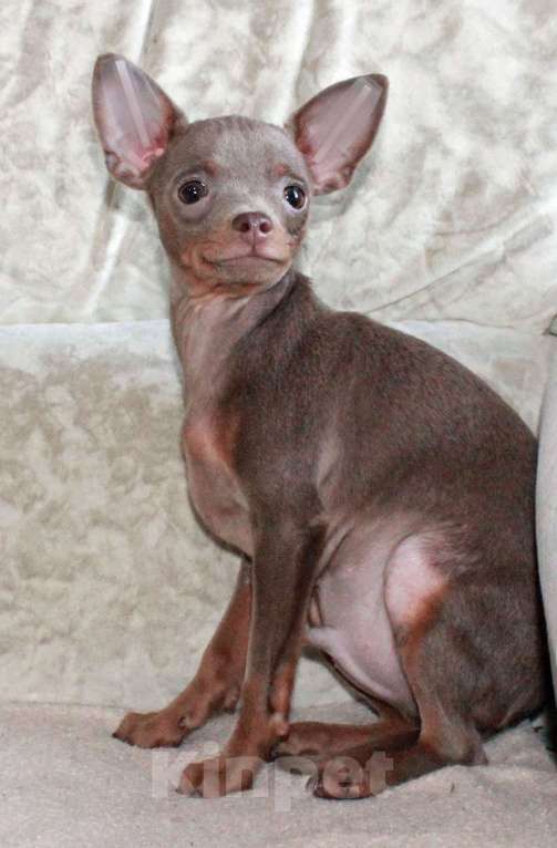 Собаки в Волгограде: Мальчик лиловый Мальчик, 18 000 руб. - фото 1