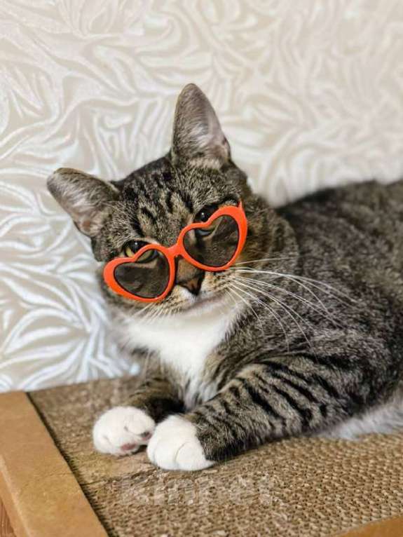 Кошки в Балашихе: Чизкейк Мальчик, Бесплатно - фото 2