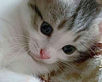 Кошки в Самаре: Вислоухий котёнок  Мальчик, 2 500 руб. - фото 1