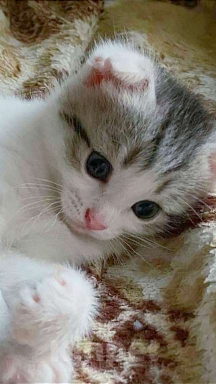 Кошки в Самаре: Вислоухий котёнок  Мальчик, 2 500 руб. - фото 1