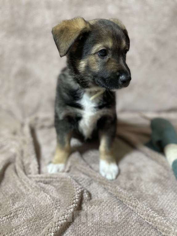 Собаки в Новосибирске: Щенок в добрые руки  Мальчик, 1 руб. - фото 2