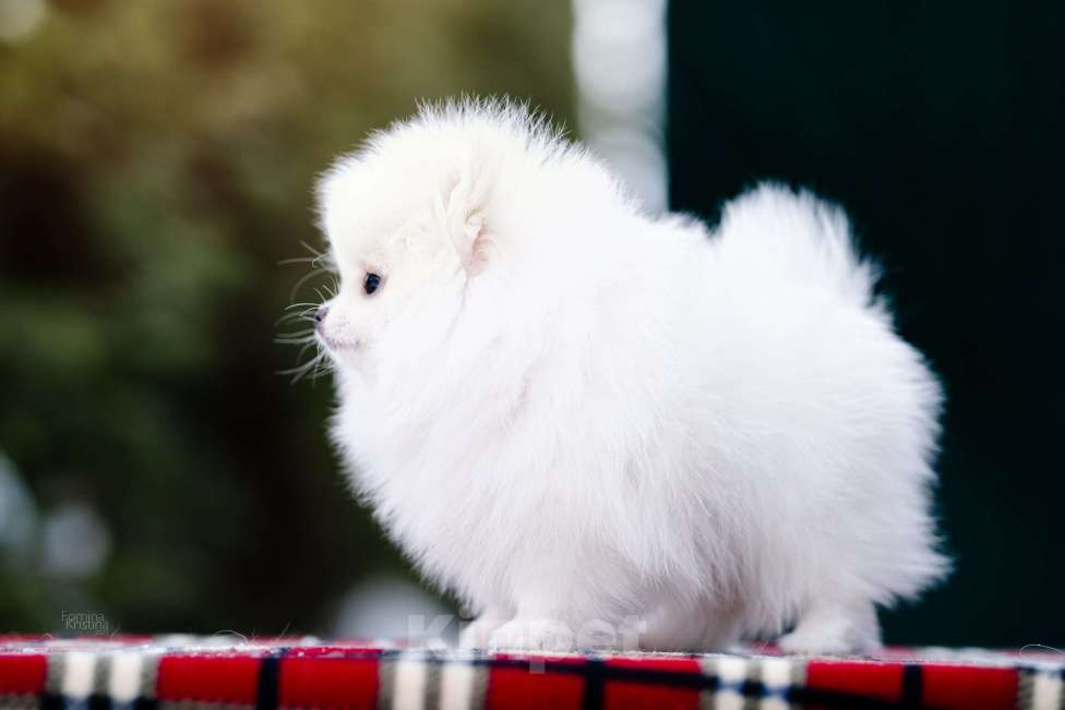 Собаки в Видном: Белый мальчик с кремовыми ушками Мальчик, 40 000 руб. - фото 2