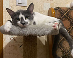 Кошки в Москве: Смешная девчонка  - котенок Зефирка, 3 месяца Девочка, Бесплатно - фото 1