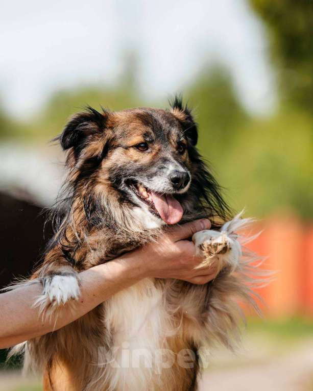 Собаки в Москве: Маленькая собака для квартиры. Эрик ищет дом Мальчик, Бесплатно - фото 2