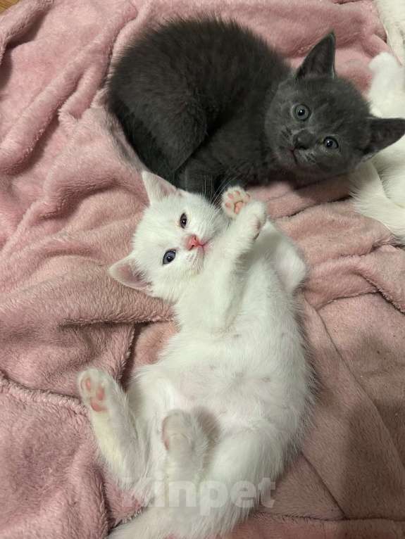 Кошки в Ставрополе: Отдам котят Девочка, Бесплатно - фото 3