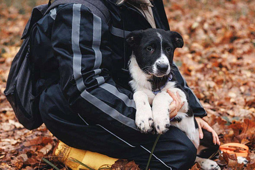 Фелисити - девочка, 2 месяца, ищет дом 