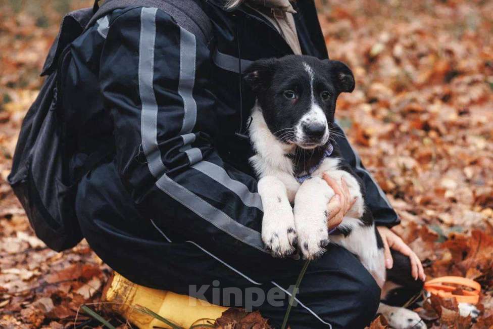 Собаки в Москве: Фелисити - девочка, 2 месяца, ищет дом  Девочка, Бесплатно - фото 1
