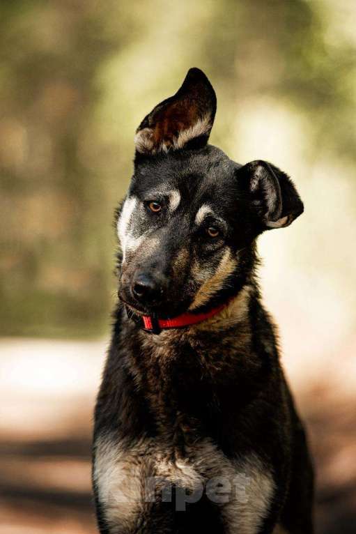 Собаки в Москве: Молодой кобель по кличке Чейз в поисках дома! Мальчик, Бесплатно - фото 1