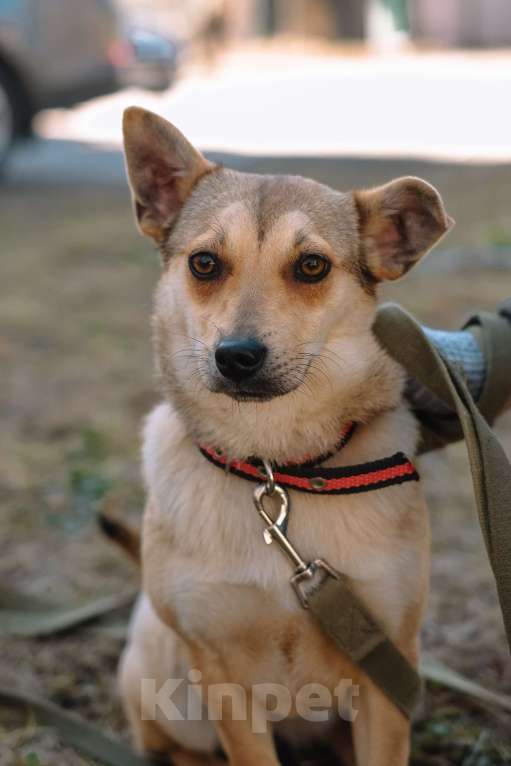 Собаки в Санкт-Петербурге: Малютка Фиби из приюта в добрые руки Девочка, Бесплатно - фото 8