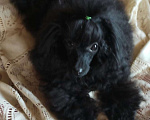 Собаки в Грязи: Продам девочку пуделя 🐩 🥰 Девочка, Бесплатно - фото 1
