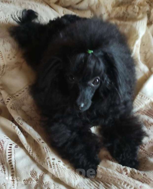 Собаки в Грязи: Продам девочку пуделя 🐩 🥰 Девочка, Бесплатно - фото 1