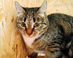 Кошки в Москве: Котёнок Шаня ищет дом Девочка, Бесплатно - фото 3