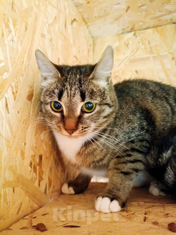 Кошки в Москве: Котёнок Шаня ищет дом Девочка, Бесплатно - фото 3