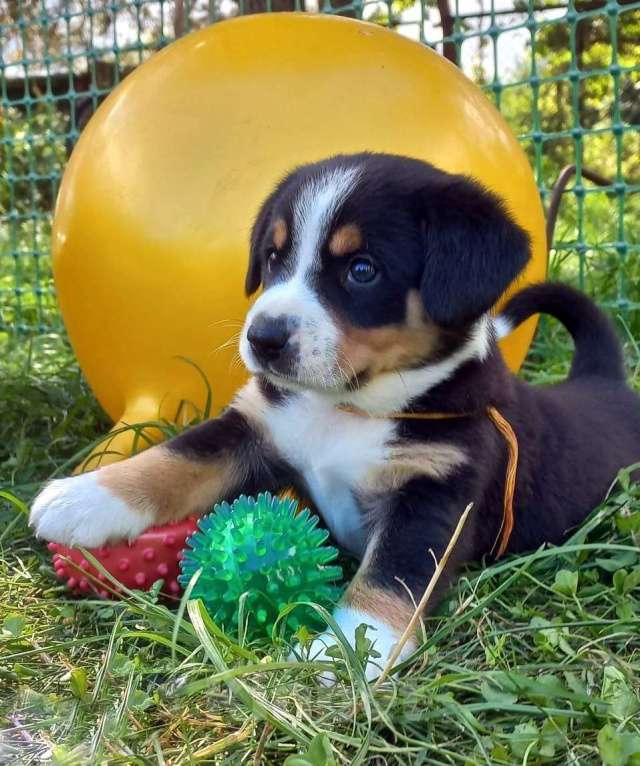 Собаки в Одинцово: Щенки энтлебухера зенненхунда Девочка, 55 000 руб. - фото 4
