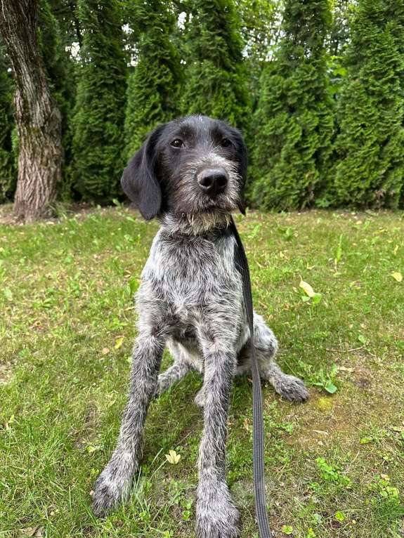 Собаки в Москве: Метис дратхаара Артур в добрые руки  Мальчик, Бесплатно - фото 6
