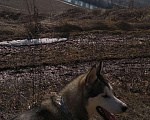 Собаки в Туле: Кобель для вязки Мальчик, Бесплатно - фото 2