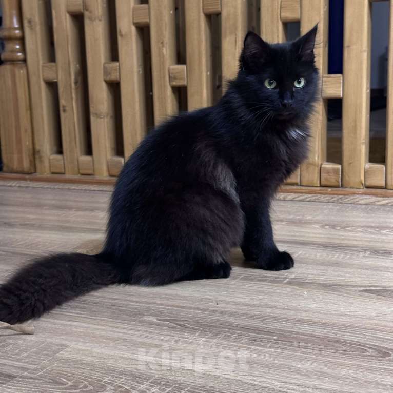 Кошки в Москве: Котенок в добрые руки Мальчик, Бесплатно - фото 6