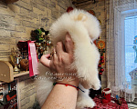 Собаки в Москве: Шпиц померанский МИНИ девочка питомник РКФ Девочка, Бесплатно - фото 2