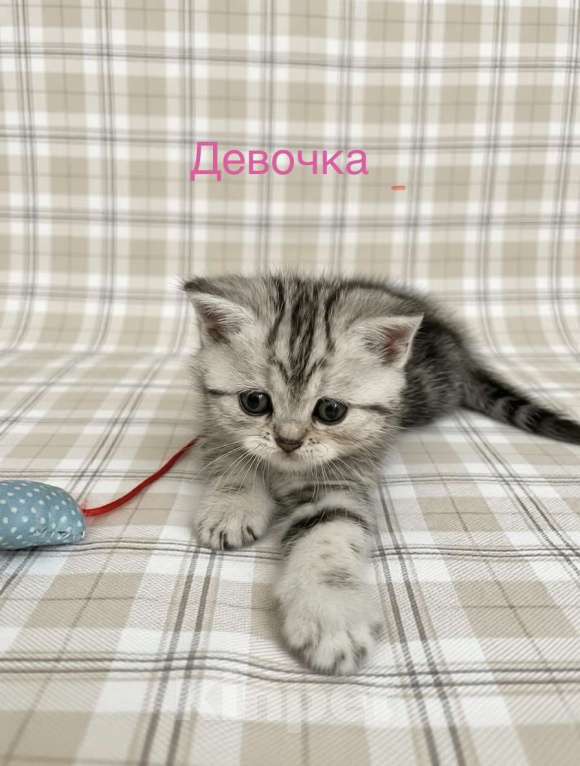 Кошки в Нижнем Новгороде: Шотландские котята Разнополые, 22 000 руб. - фото 1