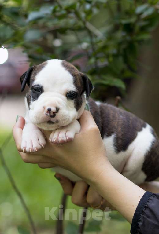 Собаки в Москве: Щенки Американского стаффордширского терьера Мальчик, Бесплатно - фото 8