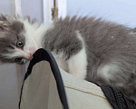 Кошки в Москве: Котенок мальчик Мальчик, Бесплатно - фото 5