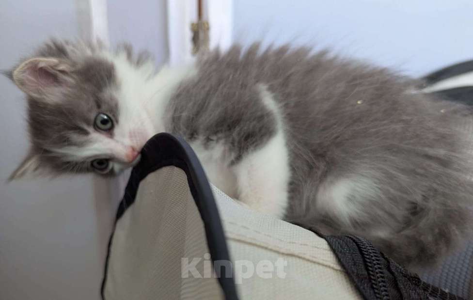 Кошки в Москве: Котенок мальчик Мальчик, Бесплатно - фото 5