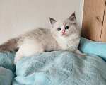 Кошки в Москве: котик рэгдолл Мальчик, 60 000 руб. - фото 2