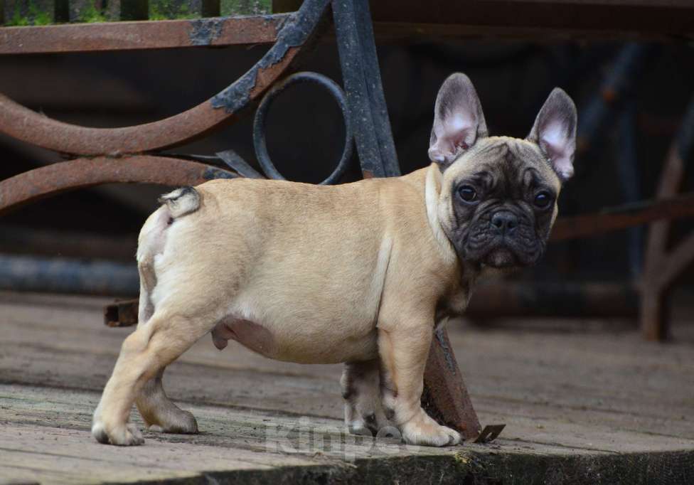 Собаки в Старом Купавне: Дружочек Мальчик, 40 000 руб. - фото 2